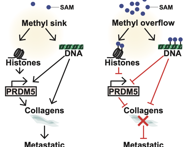 Nicotinamide N-methyltransferase sustains a core epigenetic program that promotes metastatic colonization in breast cancer